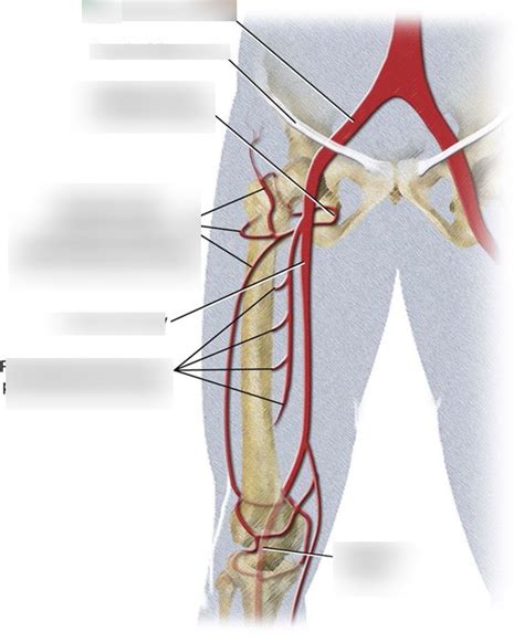 femoral artery pronunciation|femoral artery meaning.